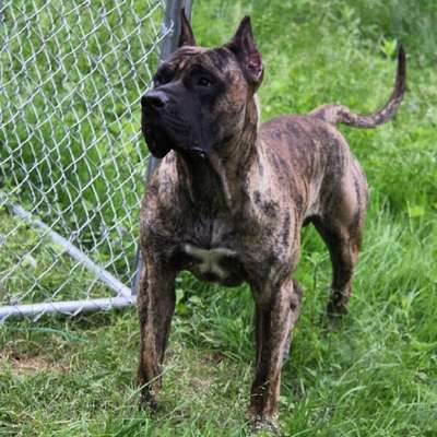 PRINCE DE E&G KENNELS