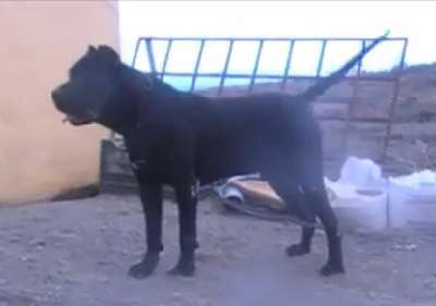 CORLEONE DEL CANARIO