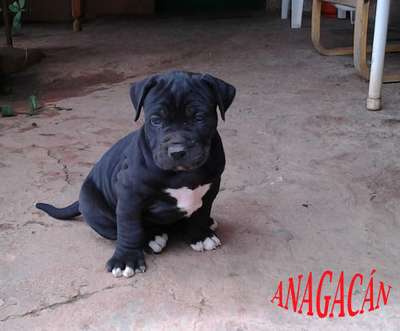 ANAGA