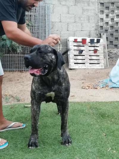 BRINA DE ORIGENES CANARIOS