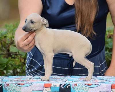 Canis Nobilitas Hardy