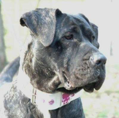 ULKA OF DOGO PARADISE