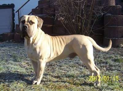 CHIMBA DE SPALATO BULL