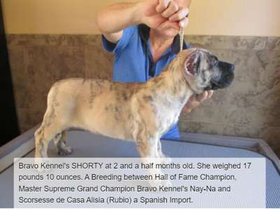 BRAVO KENNEL’S SHORTY