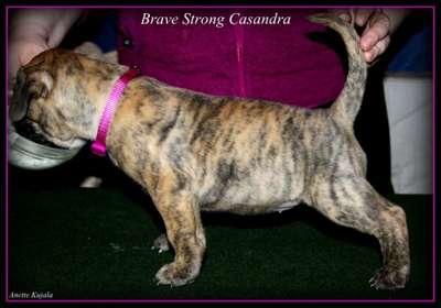 BRAVE STRONG CASANDRA