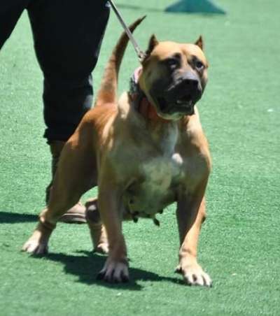 MAFIA DE MATANZA KENNEL