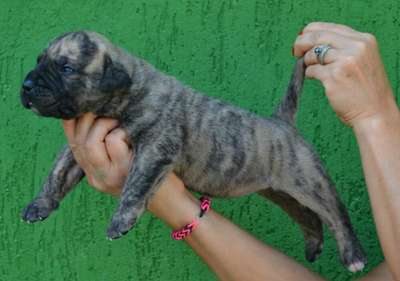 NALA BULLSARA DEL PEMBA