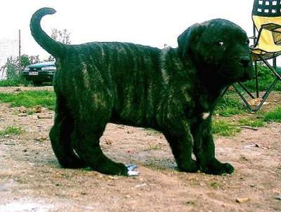 ELKO OF DOGO PARADISE