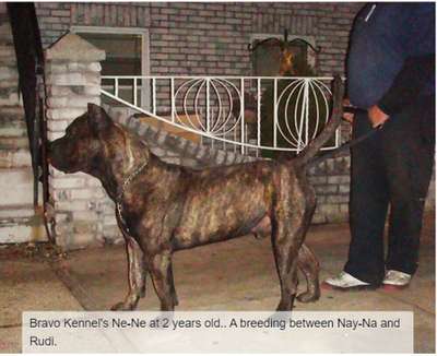 BRAVO KENNEL'S NE-NE