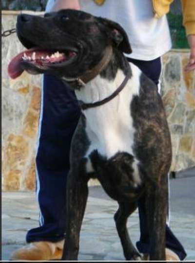 DAMA DE PRESA CAN