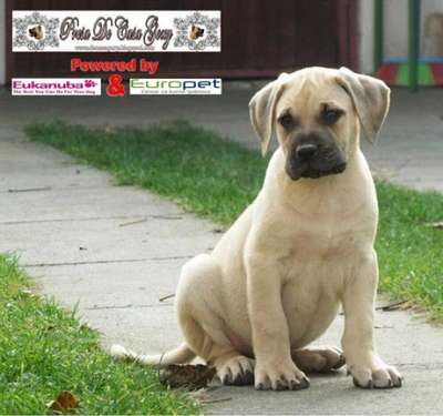 GARON PRESA DE CASA GOXY