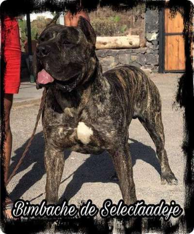 BIMBACHE DE SELECTA ADEJE
