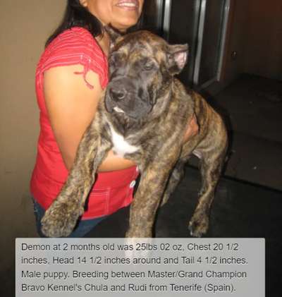 BRAVO KENNEL’S DEMON