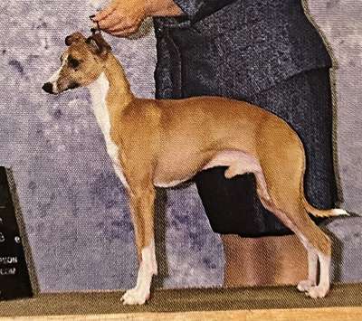 Buchio's Cataldo