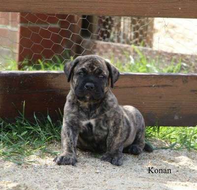 DIAMANTE RAYAS KONAN