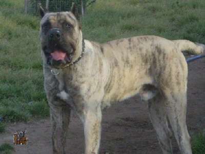 ARES DE VILLA ALESIA