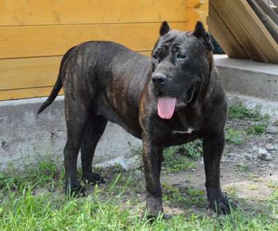 CUBA DE SABURO KENNELS