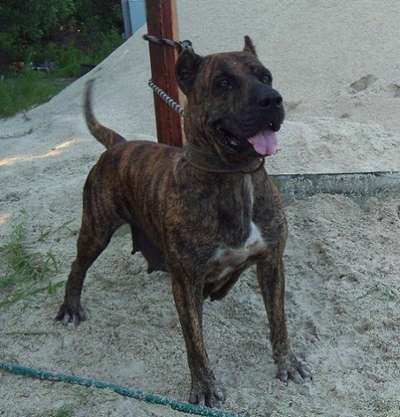 ALL PRESA'S LUCY