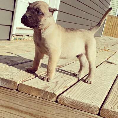 ONLY THE FAMILY KENNELS BISHOP