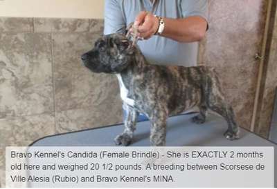 BRAVO KENNEL’S CANDIDA