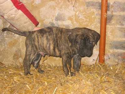 CISCO DES GARDIENS DES PELERINS
