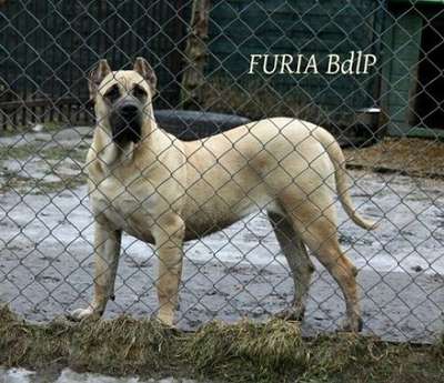 FURIA BALUARTE DE LOS PERROS