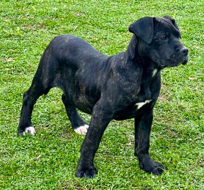 DRAGA DE KING ZULU