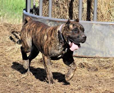 MID AMERICA K-9 ZUSI