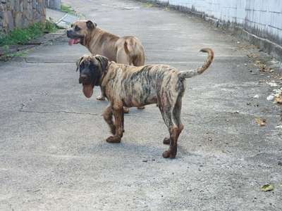 R-CAN DE LA HUELLA DEL PRESA CANARIO
