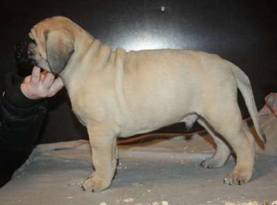 GARM DE CANARIO'S ALONSO TINTO