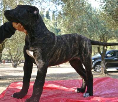 HODOR FROM GDF