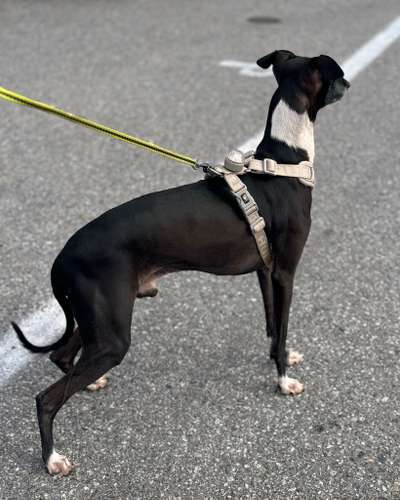 Top Runner’s Oisco Wauwau