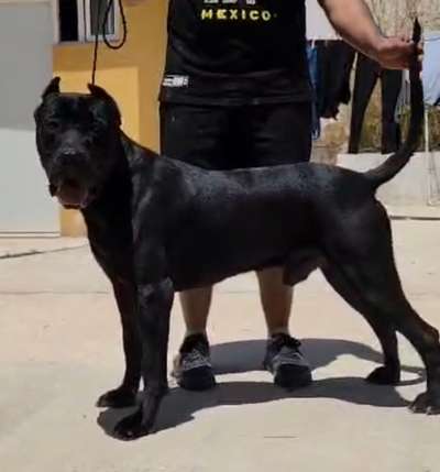 HATUEY DE BALDIOS KENNEL