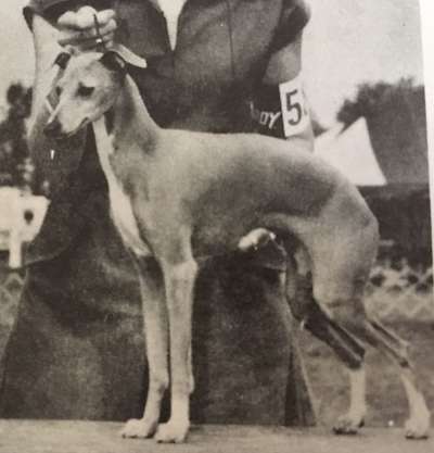 Nelshire's Minka D'Gipez