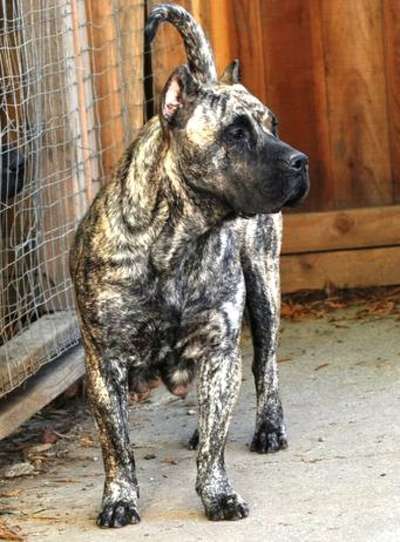MADONNA PERRO PRESA GRAND