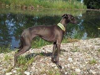 Vetpet Giovanna
