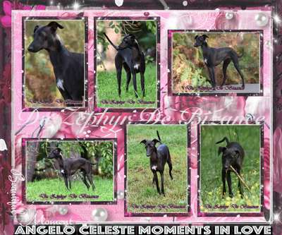 Angelo Celeste Mоments In Love