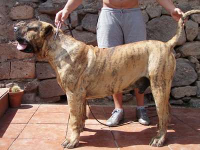 KIMBO DE BREVIERCAN
