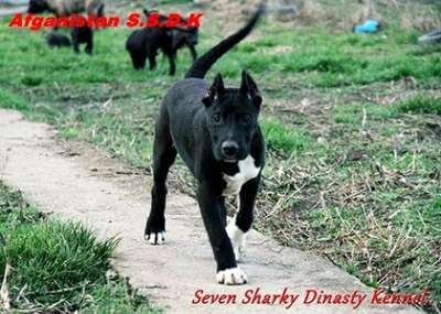 AFGHANISTAN OF SEVEN SHARKY DINASTY
