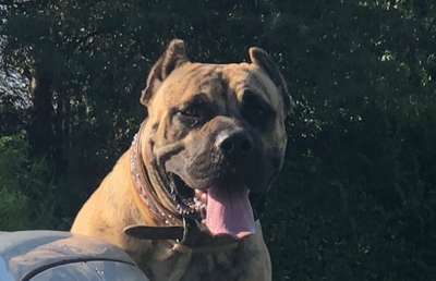PERRO DE PRESA CANARIO