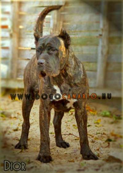 DIOR DE TIERRA GRANCAN
