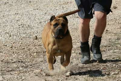PUNK THE GUARDIAN OF THUNDER RIDGE/CGK