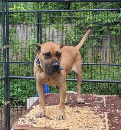 CHAMBERS K9'S NENA