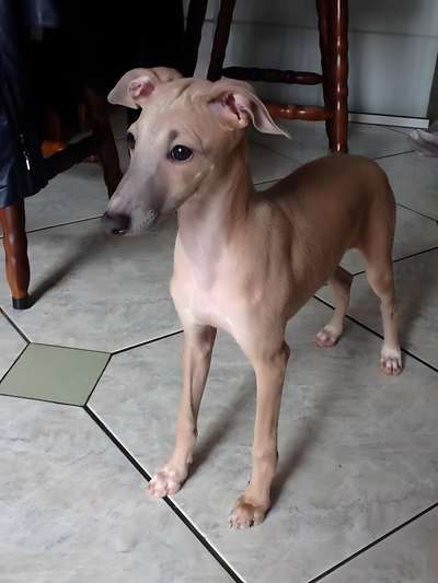 Galgos Tapajós Petrus Do BR Reino
