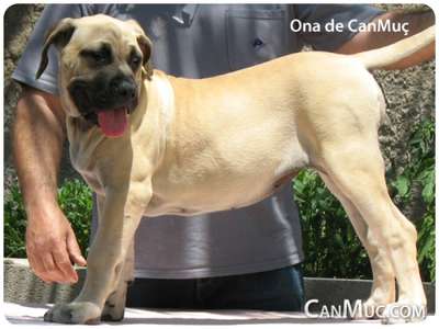 ONA DE CANMUC