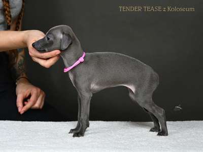 Tender Tease z Koloseum