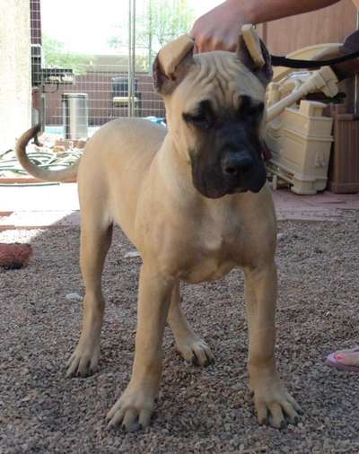 CANELO DE PRESA UNICO