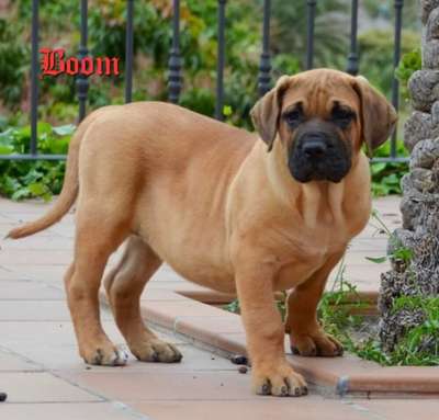 BOOM SSDK