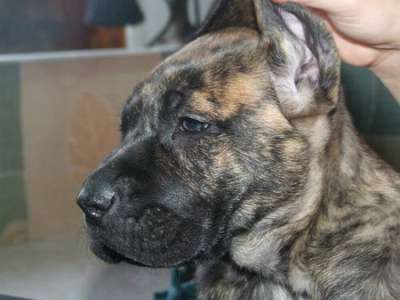 KINGDOM OF LUCKY DOGS INDICA