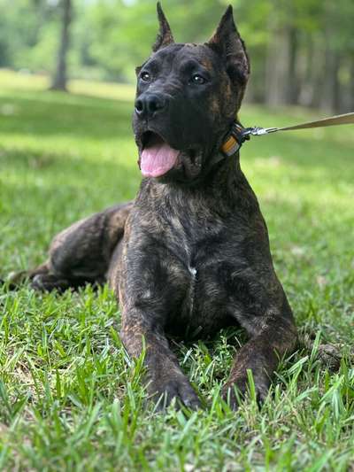 REINA DE LA FUNDACION K-9